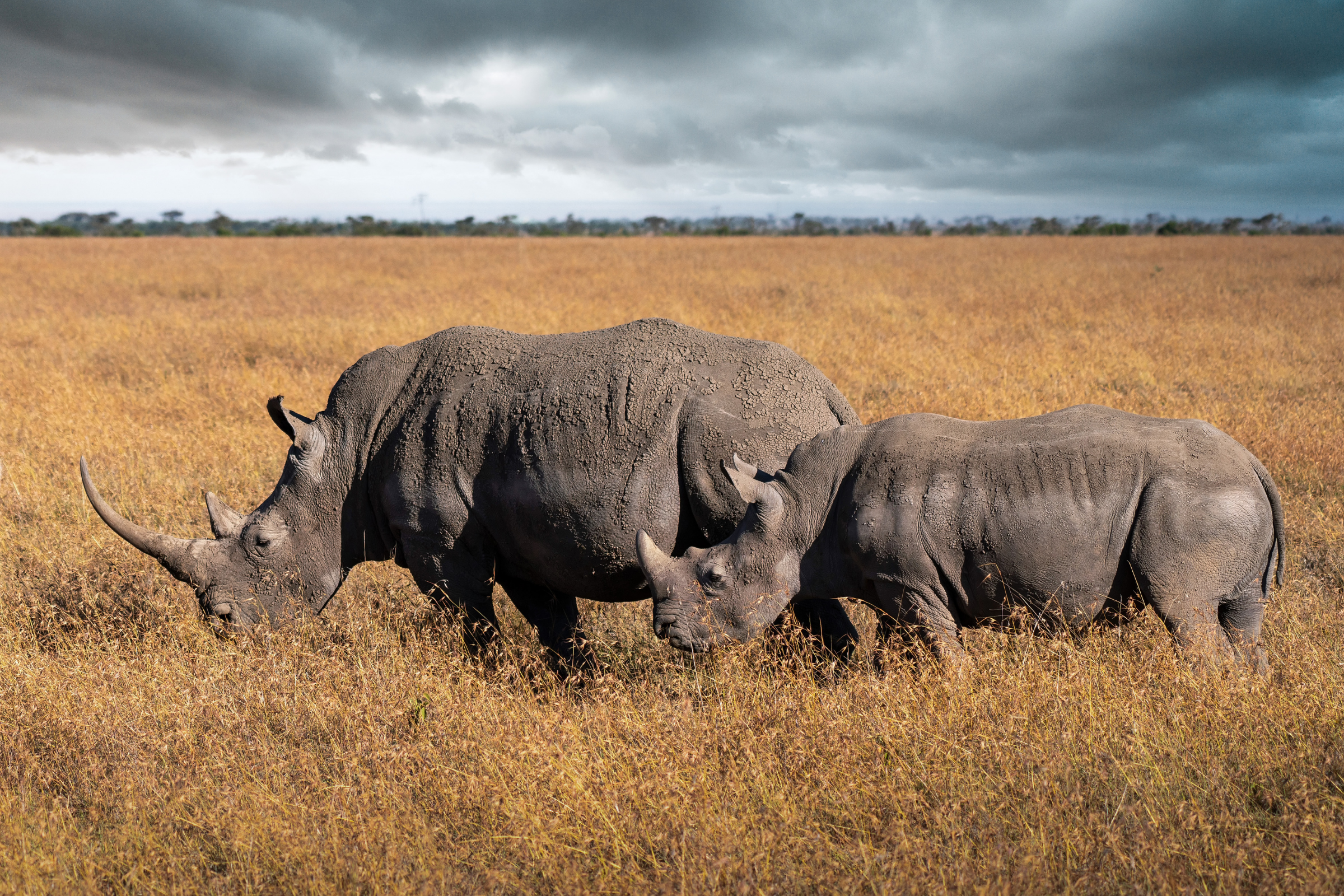 ol pejeta conservancy.webp